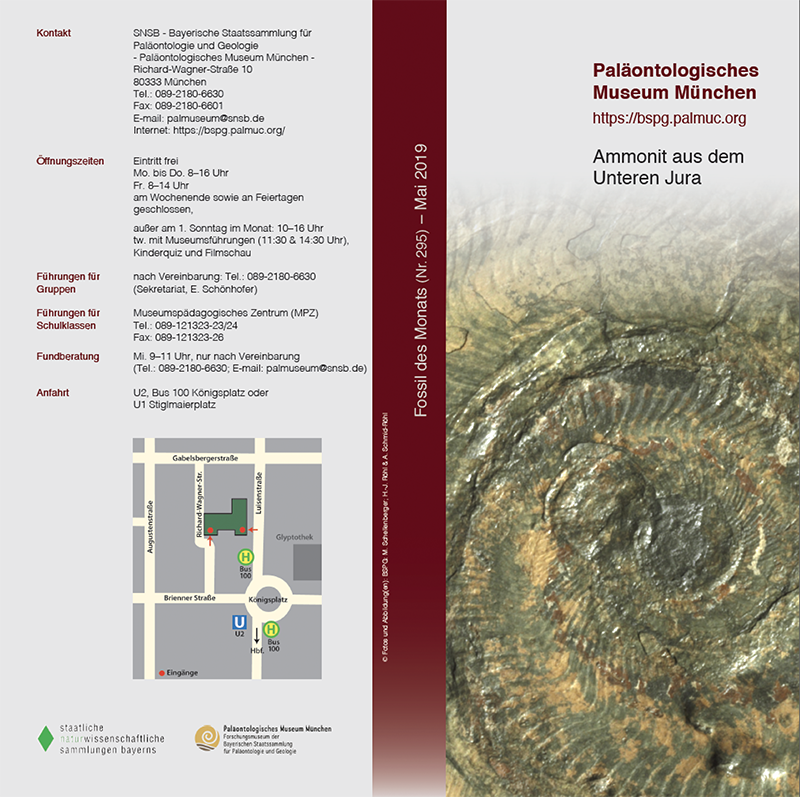 Mai 2019: Ammonit aus dem Unteren Jura