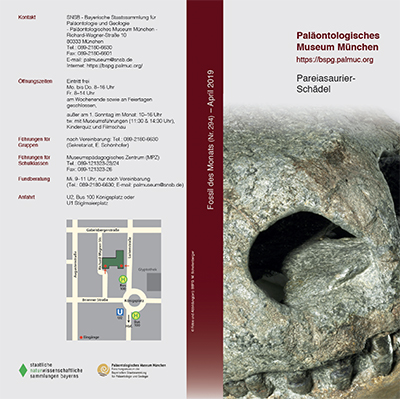 April 2019: Pareiasaurier-Schädel