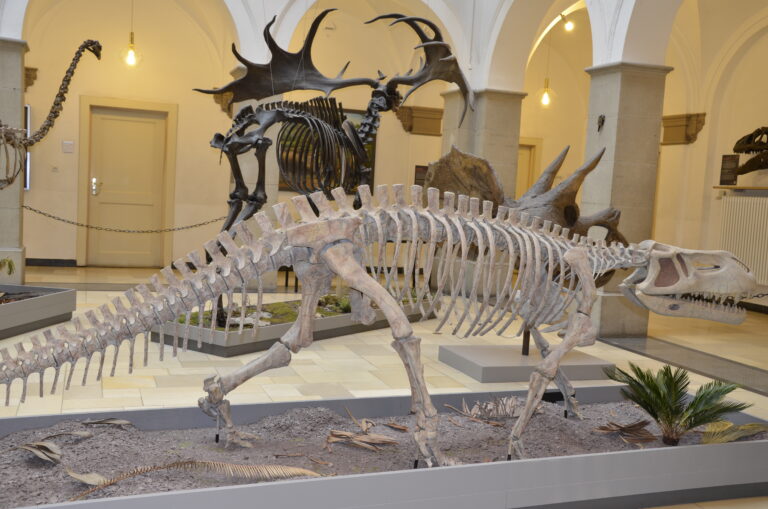 Paläontologisches Museum München I Bayerische Staatssammlung für ...