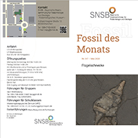 Mai 2025: Flügelschnecke