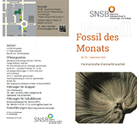 September 2025: Pannonische Dreikantmuschel
