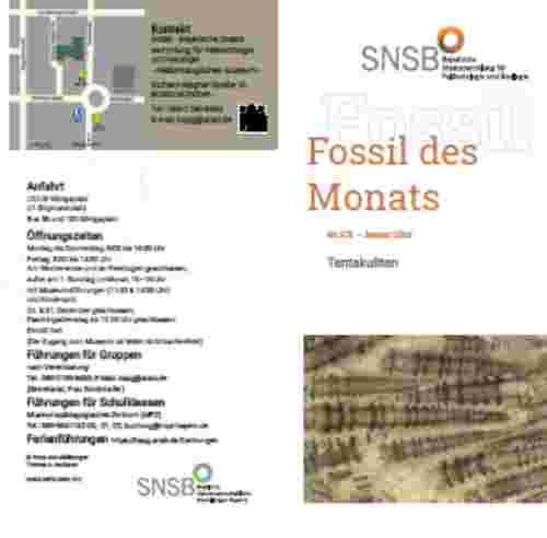 Januar 2026: Tentakuliten