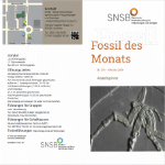 Februar 2026: Asselspinne