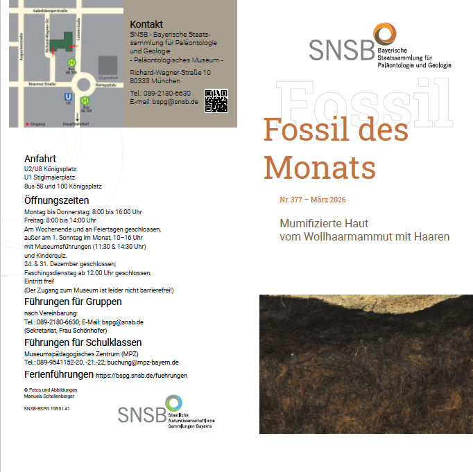 März 2026: Mumifizierte Haut vom Wollhaarmammut mit Haaren