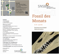 April 2026: Raubsaurierschädel- Rekonstruktion